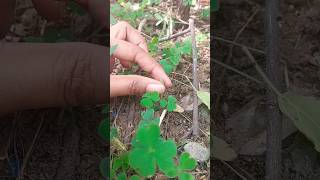 Oxalis plant 🍀 amazing facts plants science biology botany shorts [upl. by Jadd]