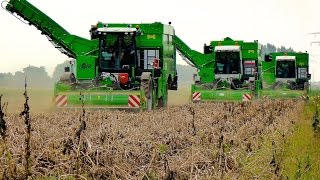 Potato Harvest  3x AVR PUMA  4 row potato harvesters  Aardappels rooien  Loonbedrijf Breure [upl. by Akers]