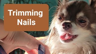 Trimming Dog Nails RAW Videofull videounedited [upl. by Hampton]