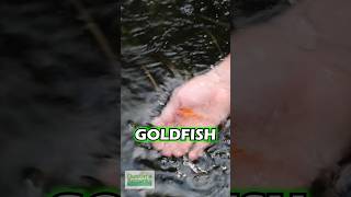 Goldfish Cased By Killifish Jerk  PART 2 [upl. by Arakat]