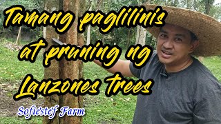 Tamang paglilinis at pruning ng Lanzones trees [upl. by Saltzman]