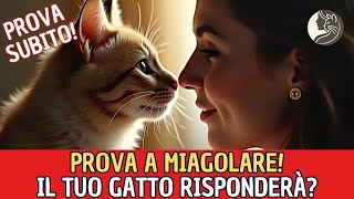 Cosa Succede Quando Inizi a Miagolare al Tuo Gatto [upl. by Selrac]