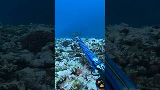 Should I shoot this fish spearfishing fishing dive [upl. by Sugihara]