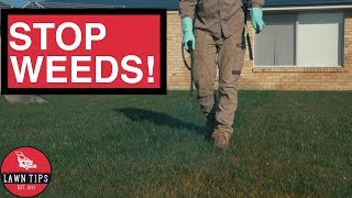 Stopping Weeds in Your Lawn [upl. by Odom]