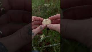 Common puffball mushroom  fungi mushrooms foraging shorts [upl. by Lorri]