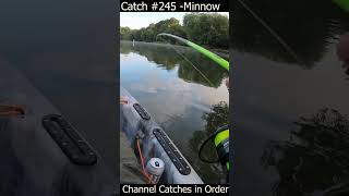 Catch 245  Minnow [upl. by Eramat]