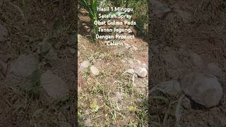 Begini Hasil Setelah 1 Minggu Spray Obat Gulma Pada Tanaman Jagung Dengan Product quot Calaris quot [upl. by Altheta]