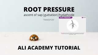 Root Pressure In Plants  Class 11 Biology [upl. by Rafael]