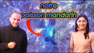 On vous présente notre POISSON MANDARIN le synchiropus splendidus [upl. by Lauder]