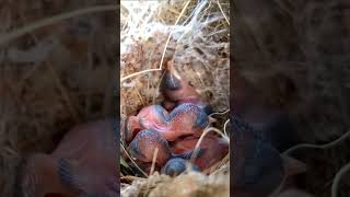 Tailorbird Babies Journey from Hatchlings to Fledglings trendingvideo shortsfeed [upl. by Digirb727]