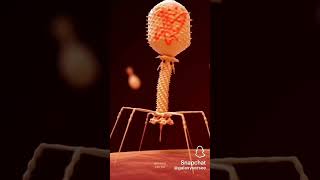 bacteriophage bacteriophagescience [upl. by White]