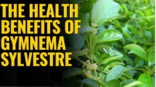 The Health Benefits of Gymnema Sylvestre [upl. by Enirahtac]