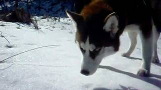 Siberian Husky walk on Frozen Tundra [upl. by Aehsan383]