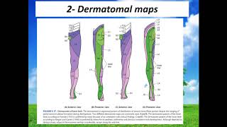 Dermatomes of lower limb Neuroanatomy 46 [upl. by Auoh]