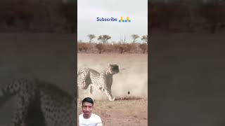 Bag mamar mukhe pede diye chole gelo shiyal sorts videos discovery leopard amusinganimals [upl. by Ellie]