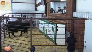 Double Creek Farms Bull Sale Clifton TX NOV 2024Nov08133104mp4 [upl. by Boleyn]