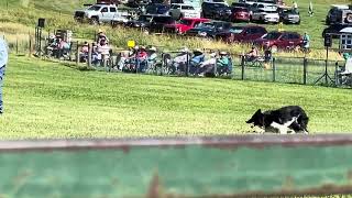 Mike and Ted  Meeker Classic Sheepdog trial  2023 [upl. by Lorita]