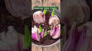 Onion growing lapse 🌿🌿❤️agriculture farming viral short timelapse plant [upl. by Beverlie]