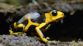 Being a Poison Dart Frog Parent is HARD  4K UHD  Seven Worlds One Planet  BBC Earth [upl. by Sheeran]