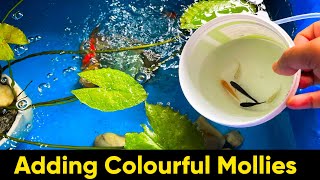 Finally got my colorful mollies  Molly Pond  Molly Platy and Guppies  DIY Fish Tank  Fish Pond [upl. by Brenner]