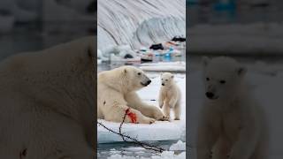 A heartfelt tale of a bear cub seeking a sailors help to save its gravely injured motherpolarbear [upl. by Aineval]