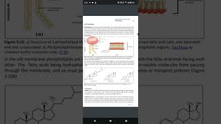 30 BANDIT  AMINO ACID STRUCTURE amp PHOSPHOLIPIDS [upl. by Akeenat]