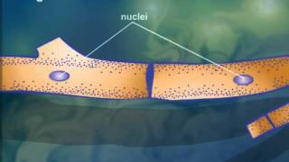 Cell StructureCytoplasmic Streaming [upl. by Eityak]