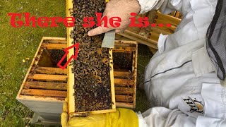 Checking laying pattern of requeened hive [upl. by Nalani]