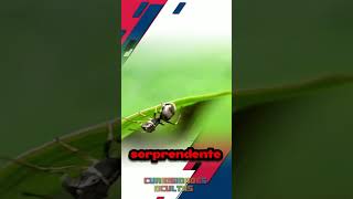 ¡La Araña que se Disfraza de Hormiga para Sobrevivir [upl. by Erasme]