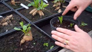 How to take dahlia cuttings [upl. by Saudra]