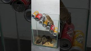 A more humane way to trap mice that is easy to do at home mousetrap rat rattrap shorts [upl. by Mulac66]