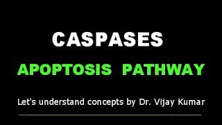 Caspase Activation  Caspases Apoptosis  Apoptosis Mechanism  Apoptosis Pathway  Human Pathology [upl. by Ha60]