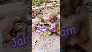 Kitna pyar hai monkeyvideo shortcutebabymonkey [upl. by Aneelad]