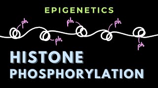 Histone Phosphorylation  Epigenetics  GATECSIRNET [upl. by Tak]