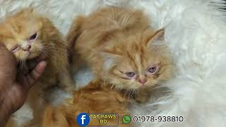 Top breed kitten for sell বিড়ালের ছানা বিক্রির জন্য। kitten persiancat catshorts tabby [upl. by Buttaro]