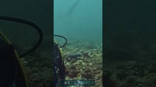 THRESHER SHARKSnaturedocumentary travel underwaterwonders [upl. by Nomelif]