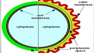 Gram staining [upl. by Roarke]