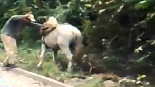 Borracho quiere subir a Caballo Vídeo Gracioso [upl. by Aicened]