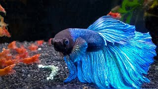 7 Most Popular Betta Tank Mates You Need to Try [upl. by Sandro483]