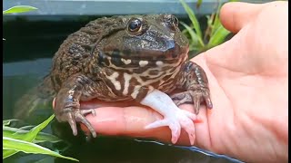 🐸 A Closer Look at My 5 Legged Frog in Aquarium [upl. by Olra65]