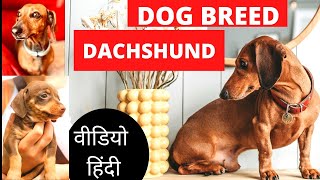 2022Dachshund Dog  All Facts About Dachshund Dog in hindi  is dachshund a good family dog [upl. by Keynes]