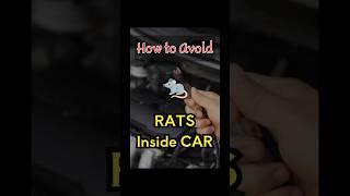 How to Keep Rats Out of Your Car for Good shorts viralshortsautomobileratsavoid hussainsbrief [upl. by Henryetta]