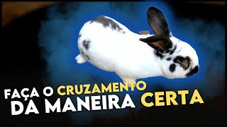 Qual o Momento para colocar os COELHOS GIGANTES para cruzar [upl. by Nevanod]