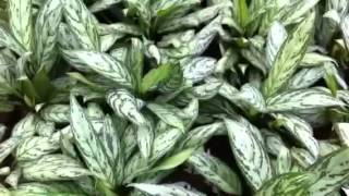 Aglaonema Silver Queen [upl. by Nivej]