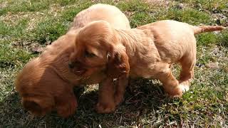 Cocker spaniel macho y hembra 170218 [upl. by Tasia]