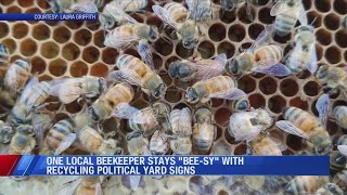 Local beekeeper stays beesy by reusing political yard signs for hives [upl. by Leal]