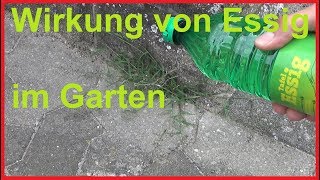 So wirkt Essig im Garten auf Unkraut Das passiert wenn du im Garten Essig benutzt [upl. by Eittik]