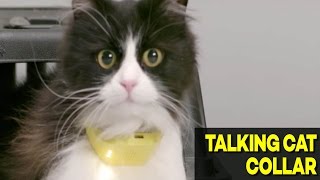 Worlds First Talking Cat Collar Now Available [upl. by Ijat]