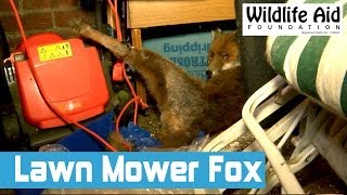 Wild Fox gets Tangled Up on a Lawn Mower in a Shed [upl. by Irv28]