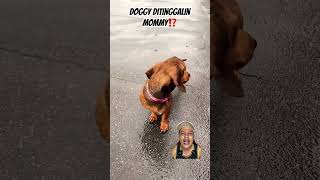 DOGGY DITINGGALIN MOMMY⁉️ чапитося dog собаки нереклама funny comedy family [upl. by Ellyn]